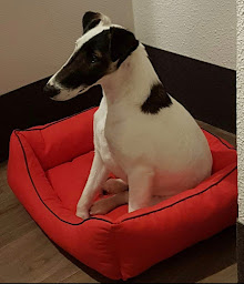 Photo n°11 de Elevage De La Rivière Landelot à Pré-Saint-Évroult (Éleveur de chiens)