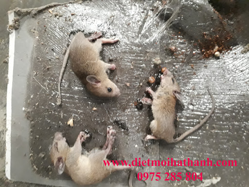 Diệt