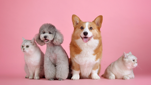 Great Pet World