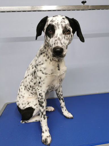 Ballywalter Dog Groomers - Thumbnail