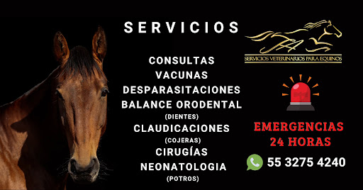 Servicios Veterinarios para Equinos