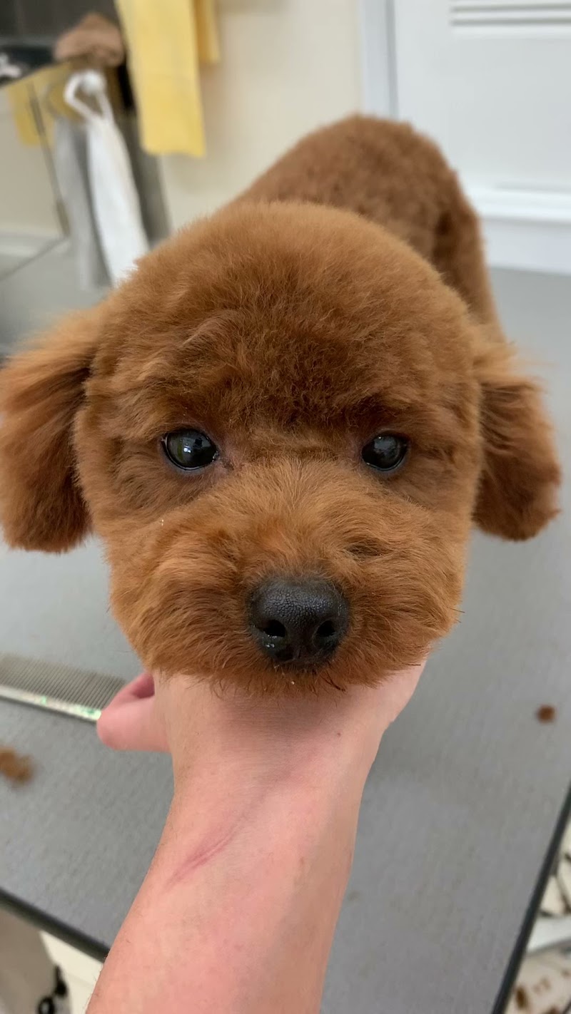 トリミングサロン いぬとわたし