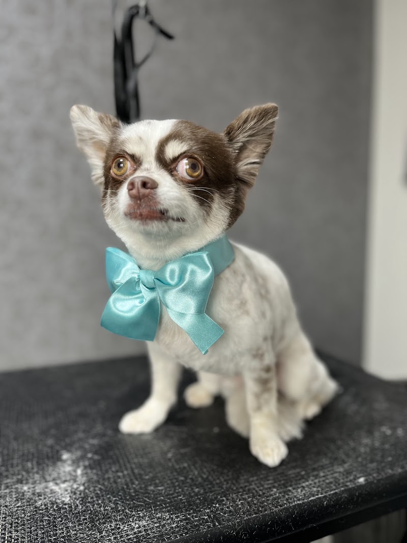 Dog salon Tim(ドッグサロンティム)