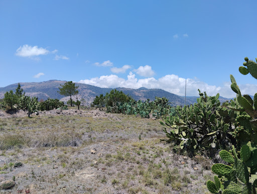 Magueyes Verdes Logo