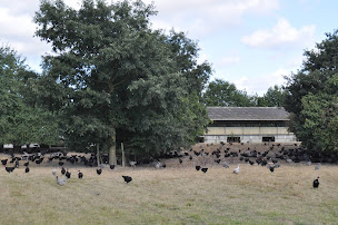 Photo n°4 de Ferme De La Foret à Vieillevigne (Élevage de volailles)