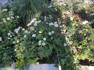 Photos of بوستان شهید گمنام