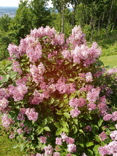 Mount Arthabaska - Visual