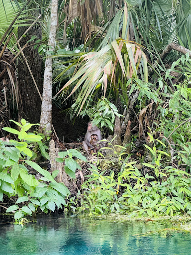 Monkey place - Visual