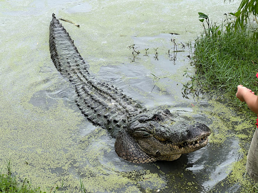 Gator Country Gallery - United States