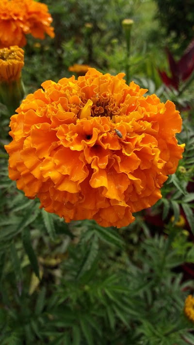 Photos of Felix Flowers