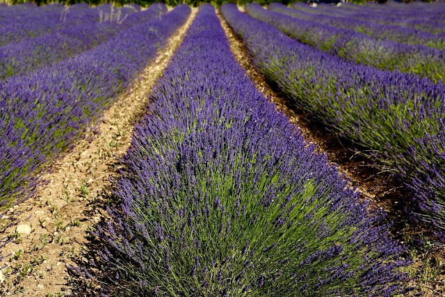 Plateau De Valensole