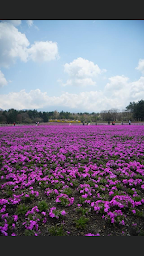 Photo n°34 de Sakura Fleuriste | Fleuriste Paris à Paris (Service de plantes d'intérieur)