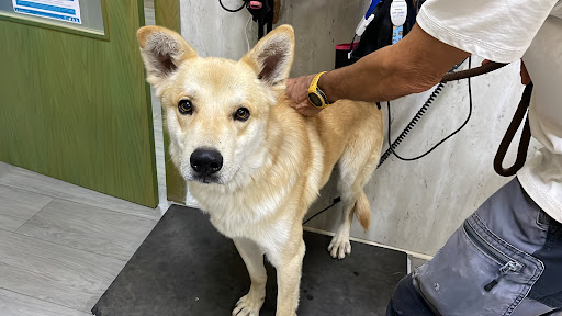 Clínica veterinaria Guadix Norte