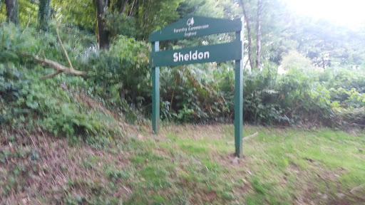 Sheldon Forest Nr Sheldon Gallery - United Kingdom