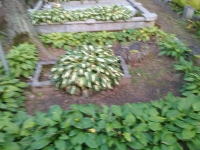 Photos of Petra&scaron;iūnai Cemetery