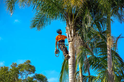 Able Tree Services - Thumbnail