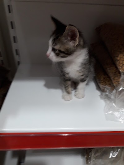 Photos of Cino pet shop