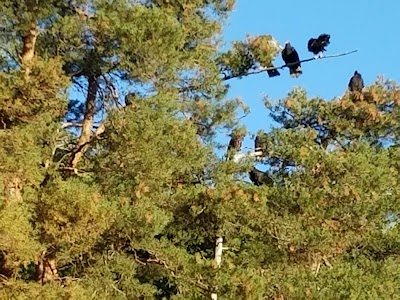 White Birch Campground