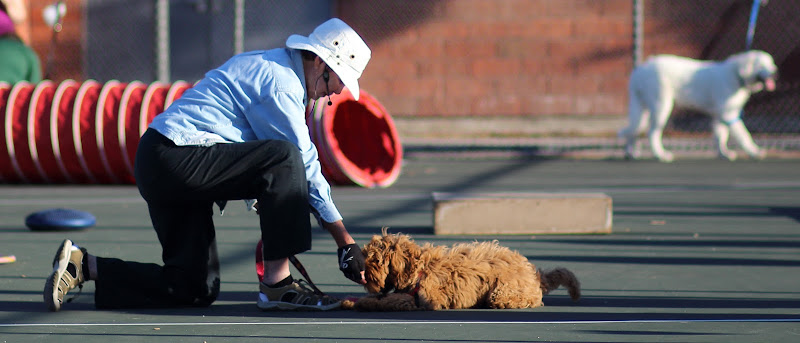 Lomita Obedience Training Club