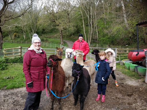Colomendy Alpaca Farm - trekking centre and farm stay - Thumbnail