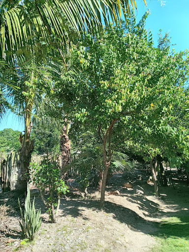 Sesecapa - Visual
