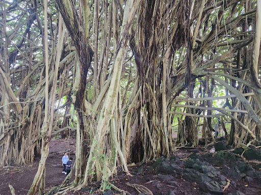 Wasabi Tours Hawaii - Thumbnail