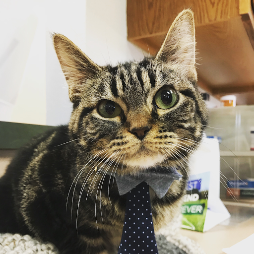 High Point Animal Hospital - Thumbnail