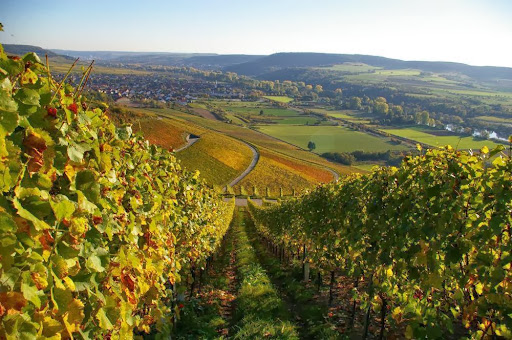 Gebr. Geiger jun., Weingut Gallery - Germany