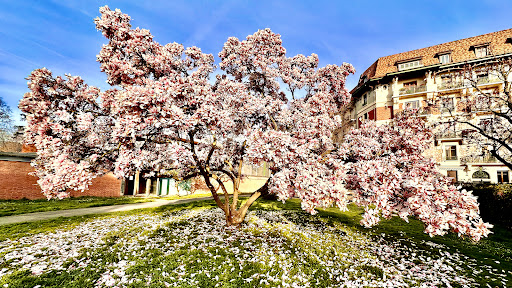 Parc Geisendorf - Thumbnail