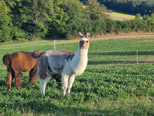 Cleeberger Lamas - Thumbnail