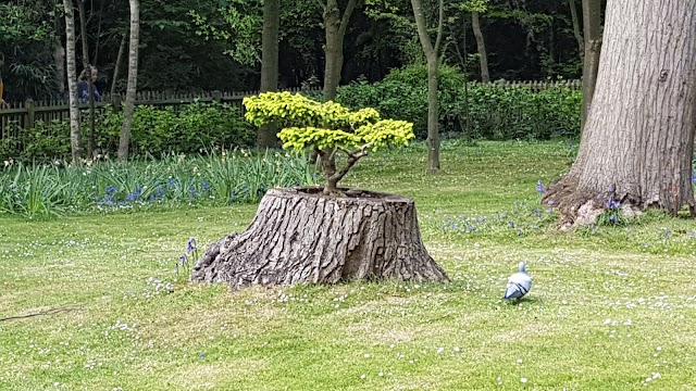 Kyoto Garden