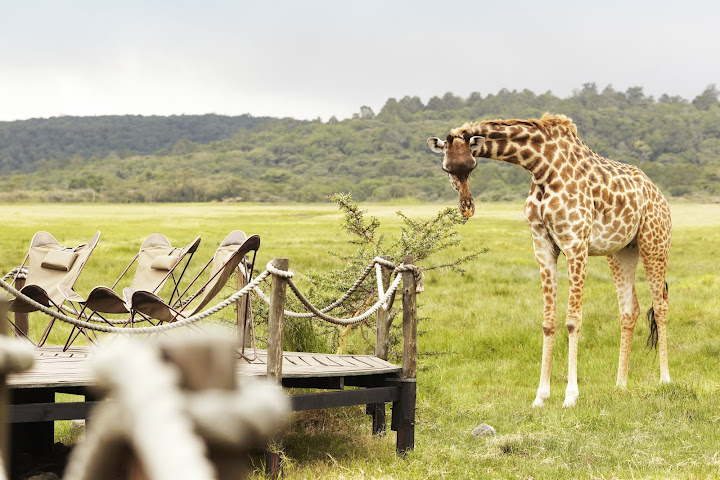 Hatari Lodge (Inside Arusha National Park) by null