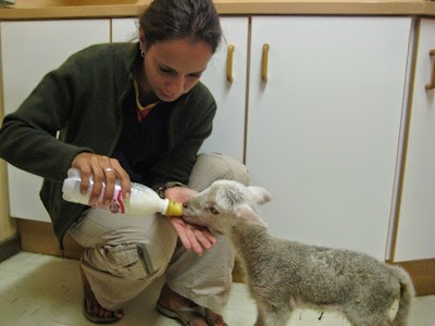 Photos of Wellington Animal Hospital