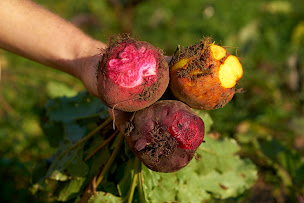 Photo n°4 de Les Jardins de la Rivière à Najac (Maraîcher)