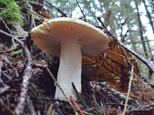 Port Ludlow RV Park - Thumbnail