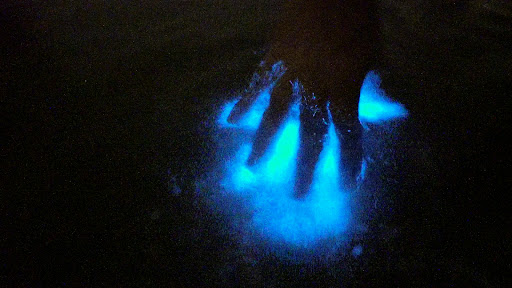 Get Up And Go Kayaking - Titusville - Bioluminescent - Thumbnail
