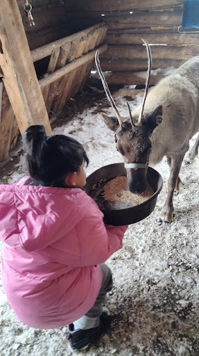 Colorado Reindeer Ranch - Thumbnail