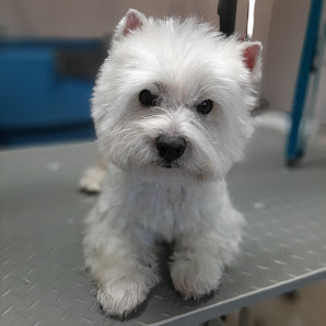 Wau! der Hundesalon Bahngasse 18, 7321 Lackendorf, Österreich
