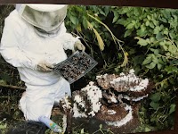 伊豆害虫駆除トパーズ