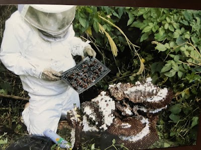 伊豆害虫駆除トパーズ
