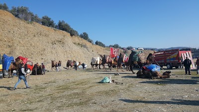 Güre Deve Güreşi Arenası