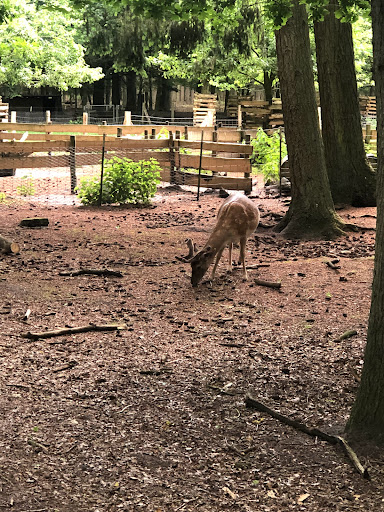 Wildpark Burg Dinklage - Thumbnail