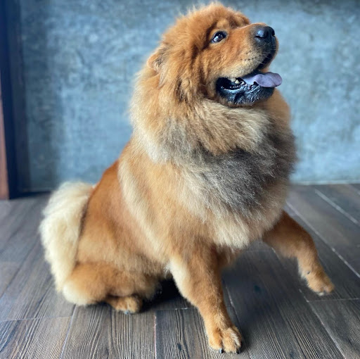 Kee-Pet Hospital & Spa veterinario