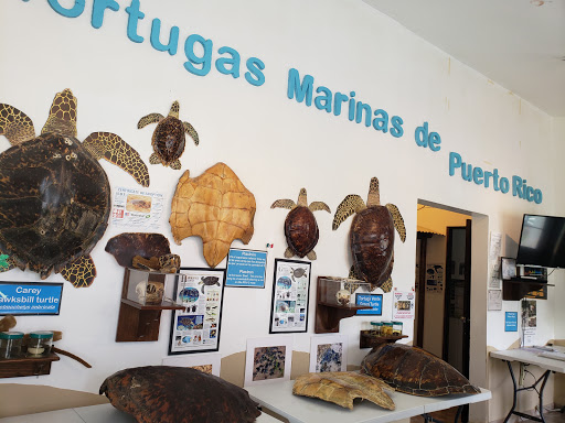 Centro Educativo Amigos de las Tortugas Marinas - Thumbnail
