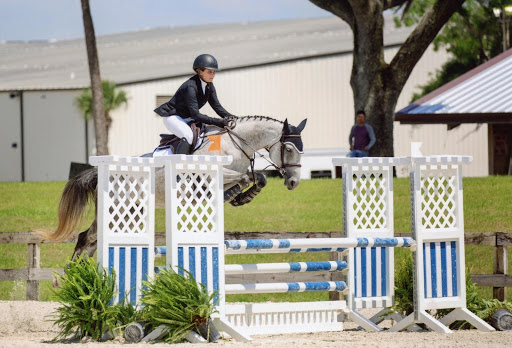 Premier Show Stable - Visual