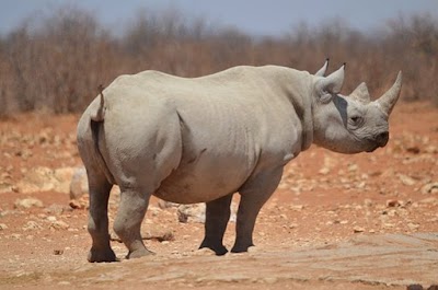 Photos of Safari World Tours (SAWOTO Pty)