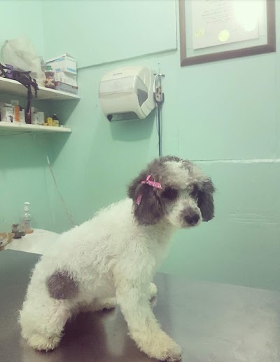 veterinary-care