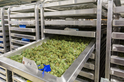 Photo of House of Green Marijuana Dispensary Anchorage