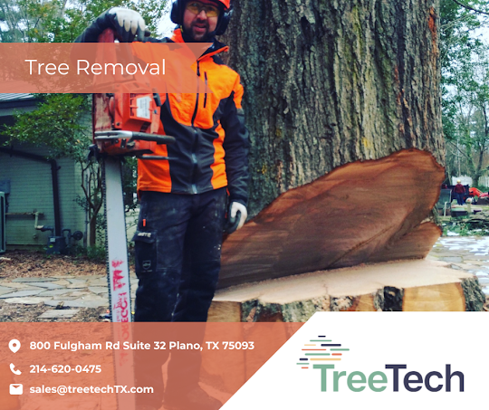 Tree Removal in Texas