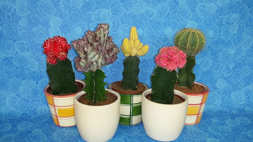 Floricoltura Decataldo - Thumbnail